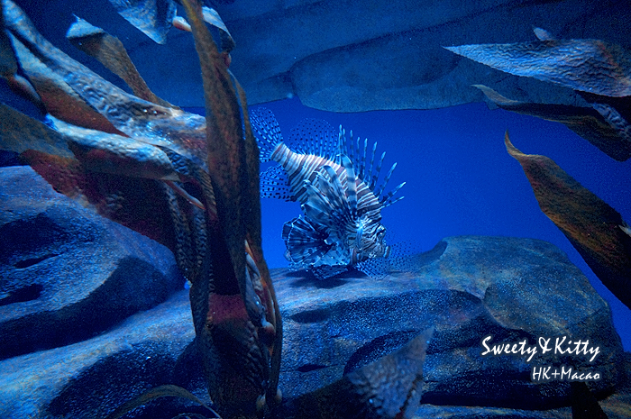 一毛不花走澳门+珠海深圳过关+迪士尼+海洋馆