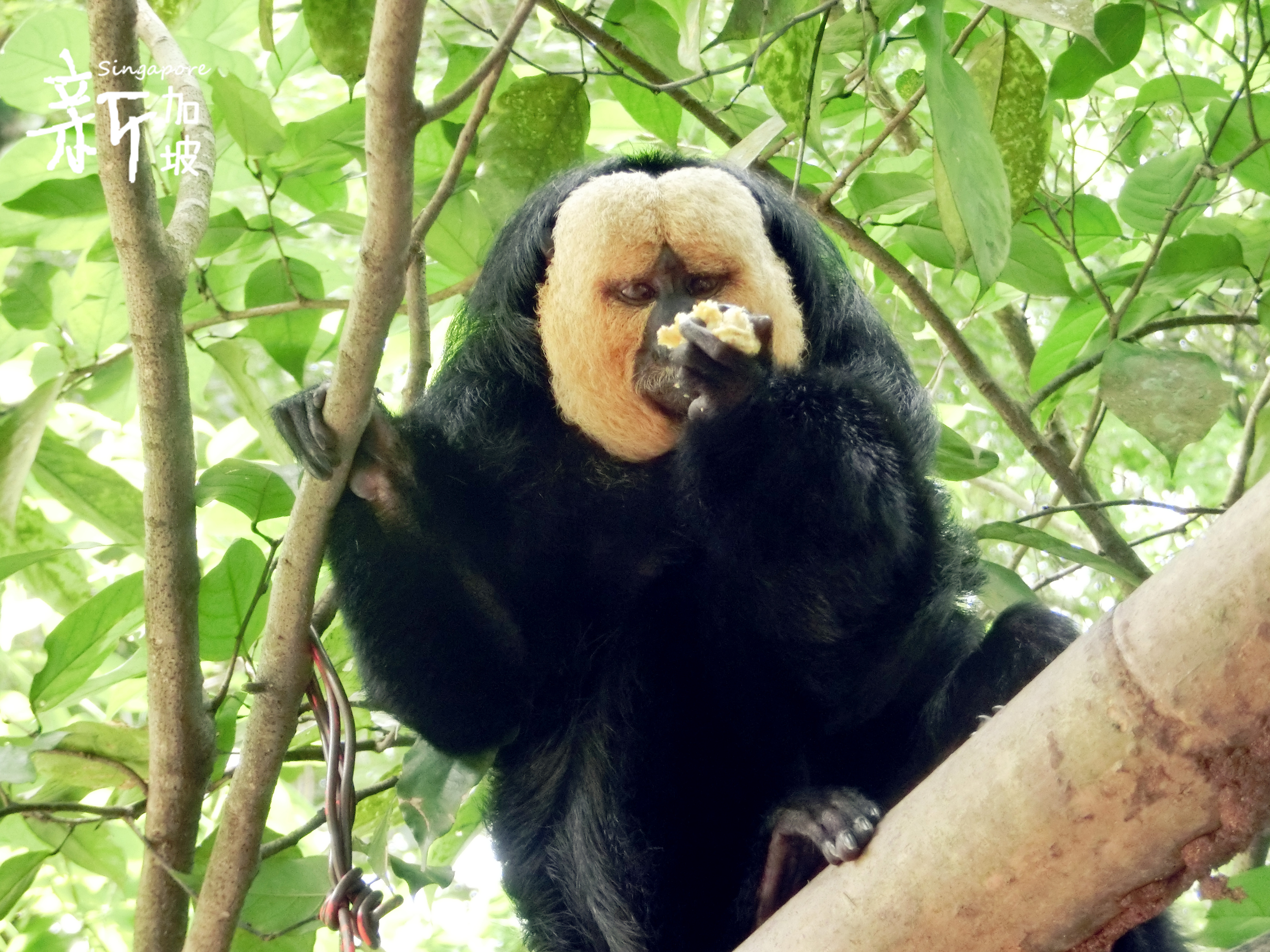 <em>兄妹</em>8天7晚<em>爆走</em>新加坡、吉隆坡 - 新加坡 - 十六