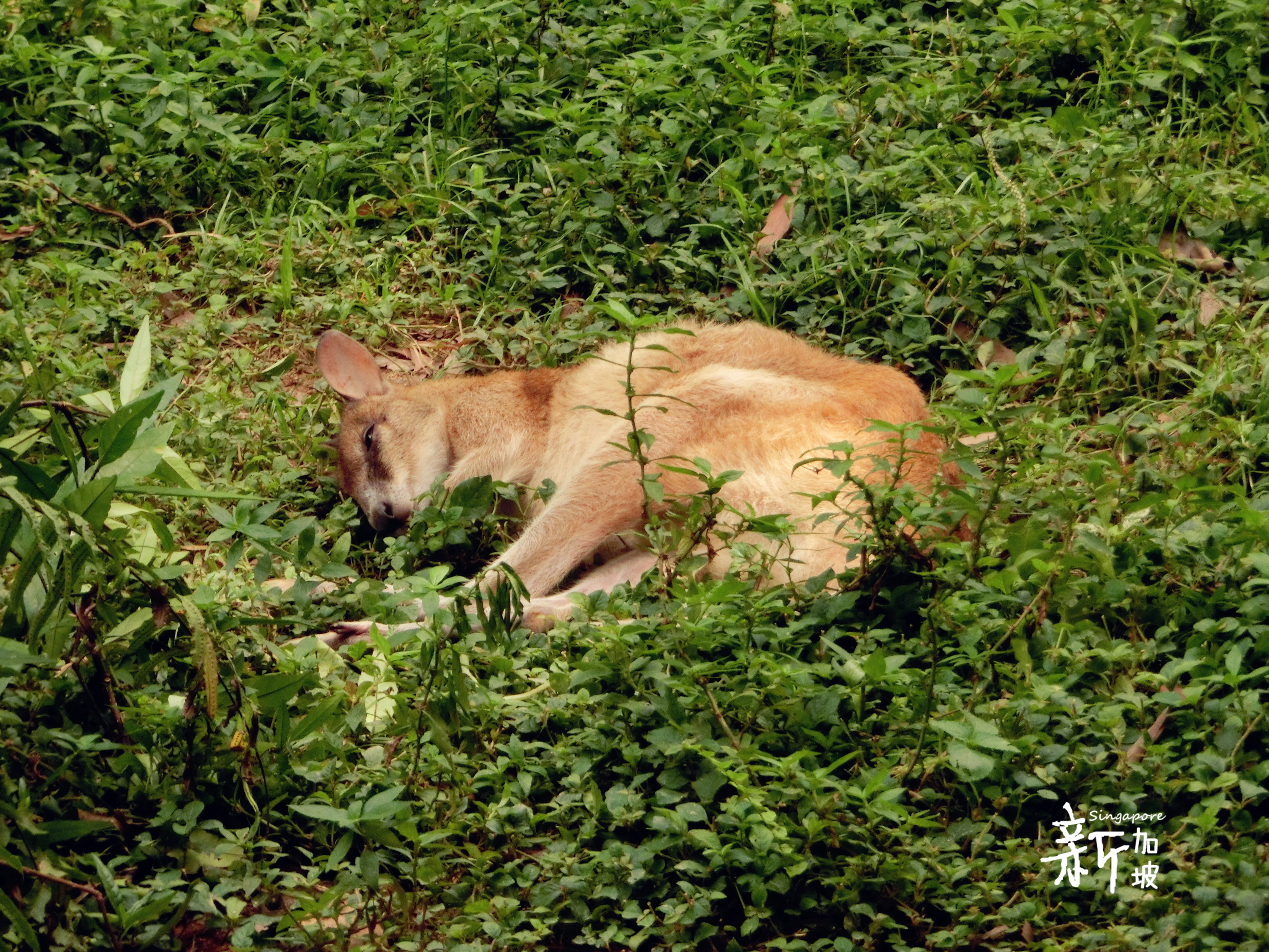 <em>兄妹</em>8天7晚<em>爆走</em>新加坡、吉隆坡 - 新加坡 - 十六