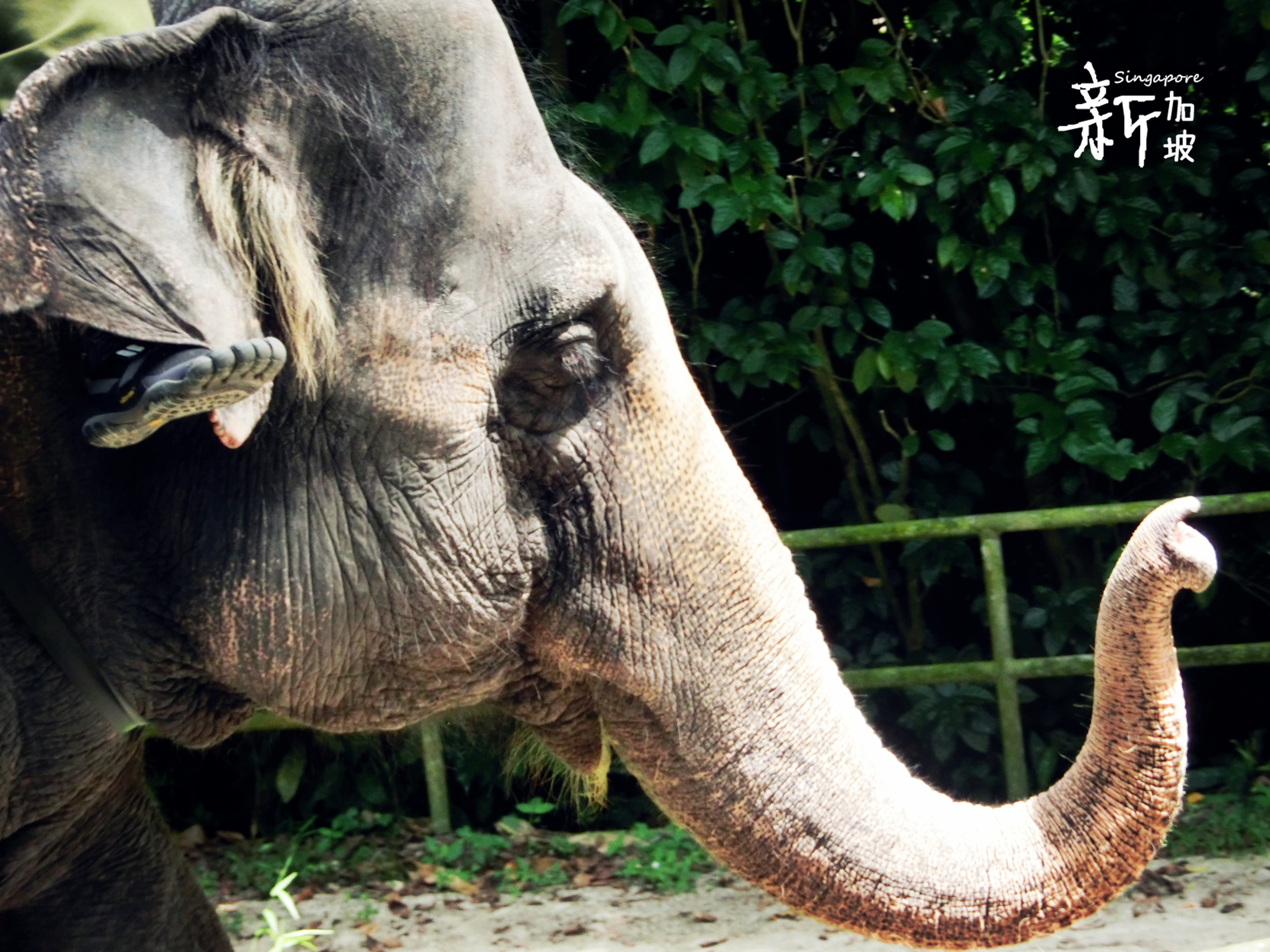 <em>兄妹</em>8天7晚<em>爆走</em>新加坡、吉隆坡 - 新加坡 - 十六