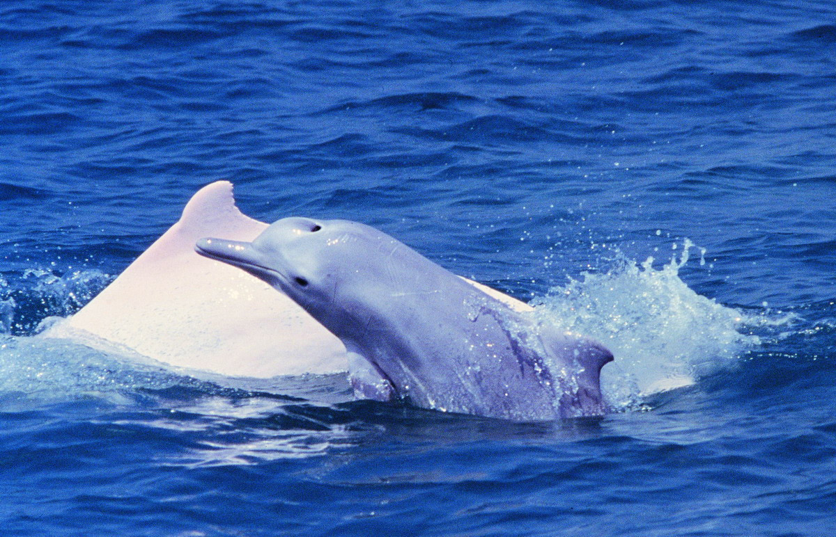 为了观赏中华白海豚,许多游客都会选择前往大澳体验水乡之旅.